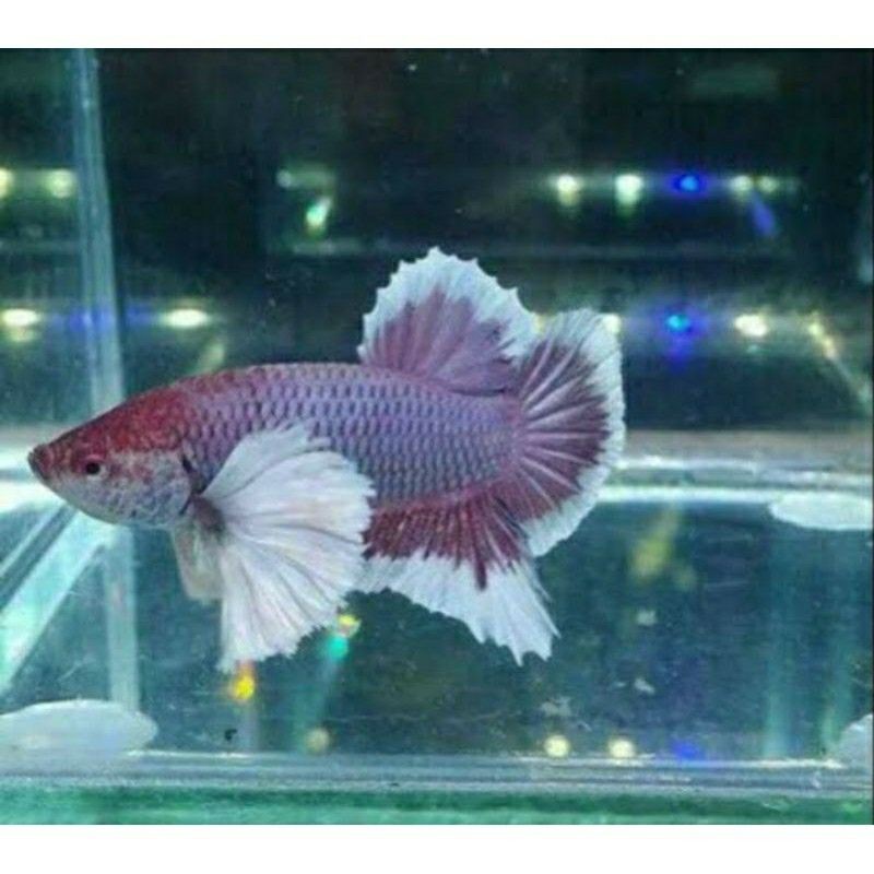 BETTA CUPANG PLAKAT GIANT DUMBO EAR LAVENDER