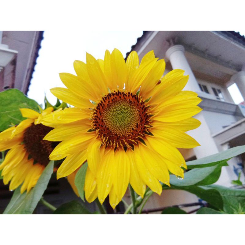 Jual Biji Bunga Matahari Sunflower Seeds Shopee Indonesia