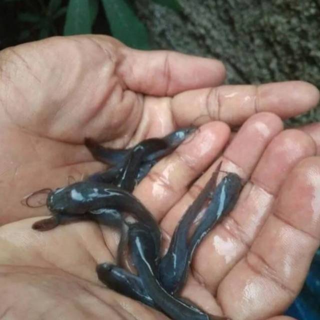 Bibit lele sangkuriang ukuran