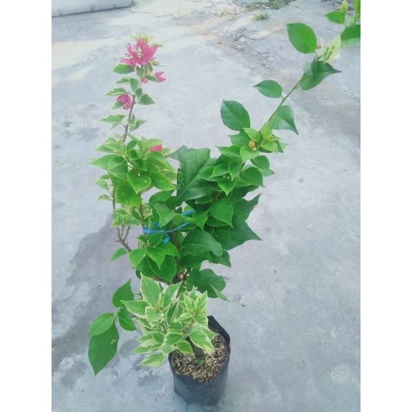 bougenville 4 warna batang besar