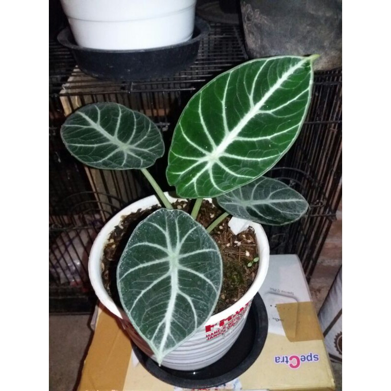 Alocasia Ninja