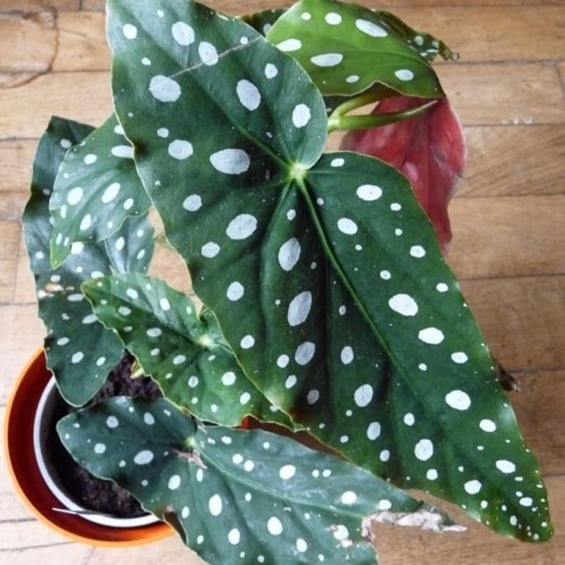 Tanaman Hias Begonia Maculata Polkadot - Begonia Polkadot