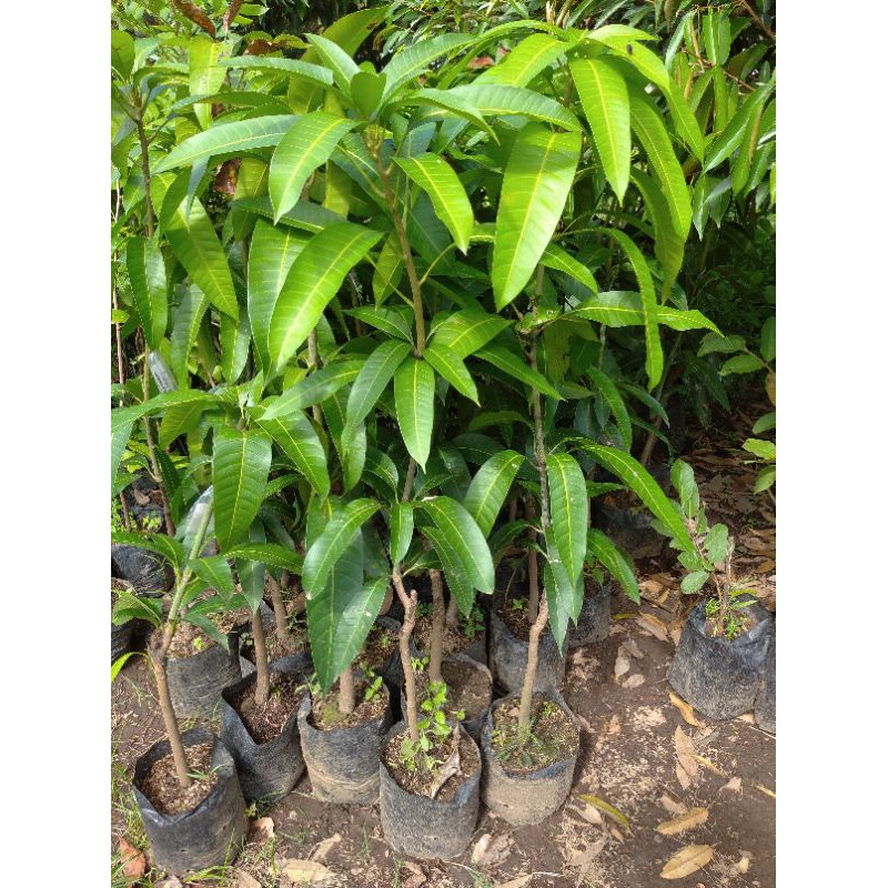 bibit mangga kiojay tinggi 1 meter up