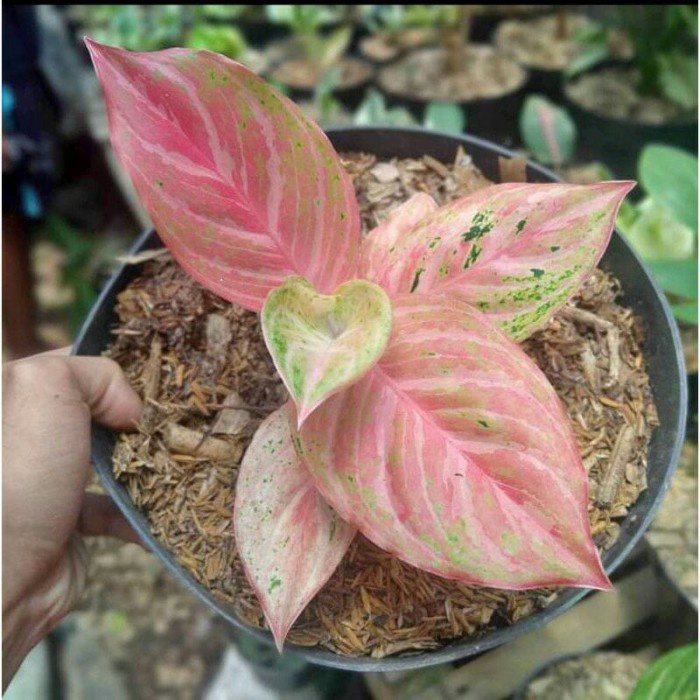 Aglonema Bidadari anakan