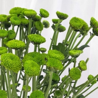 Bunga krisan / Puma hijau