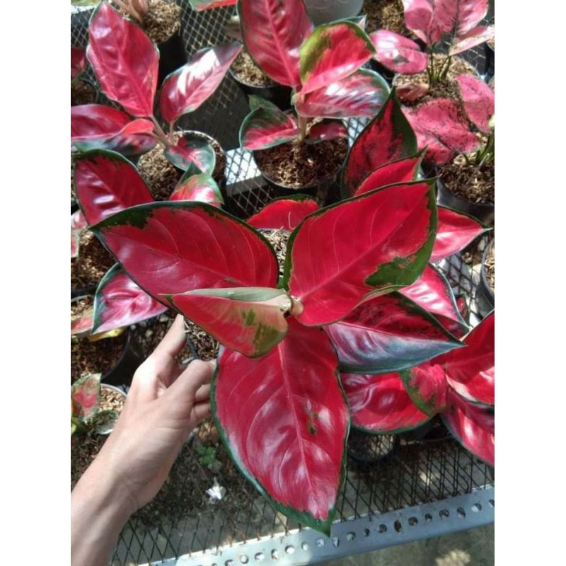 Aglonema Suksom Jaipong Bonggol Aglonema Suksom Jaipong Shopee Indonesia