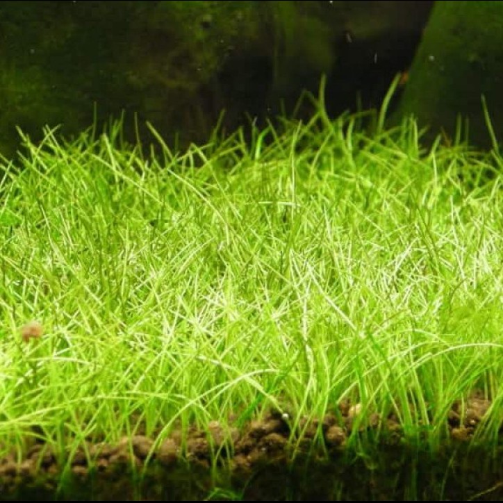 TANAMAN KARPET AQUASCAPE HAIR GRASS JUAL PER LEMPENG DAUN DARAT