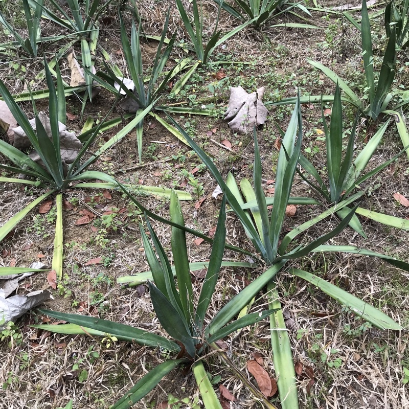 Tanaman Agave Sisalana Ukuran Sedang