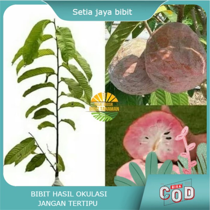 Bibit sirsak merah