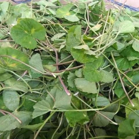 

Antanan/Daun pegagan segar,(500gram)