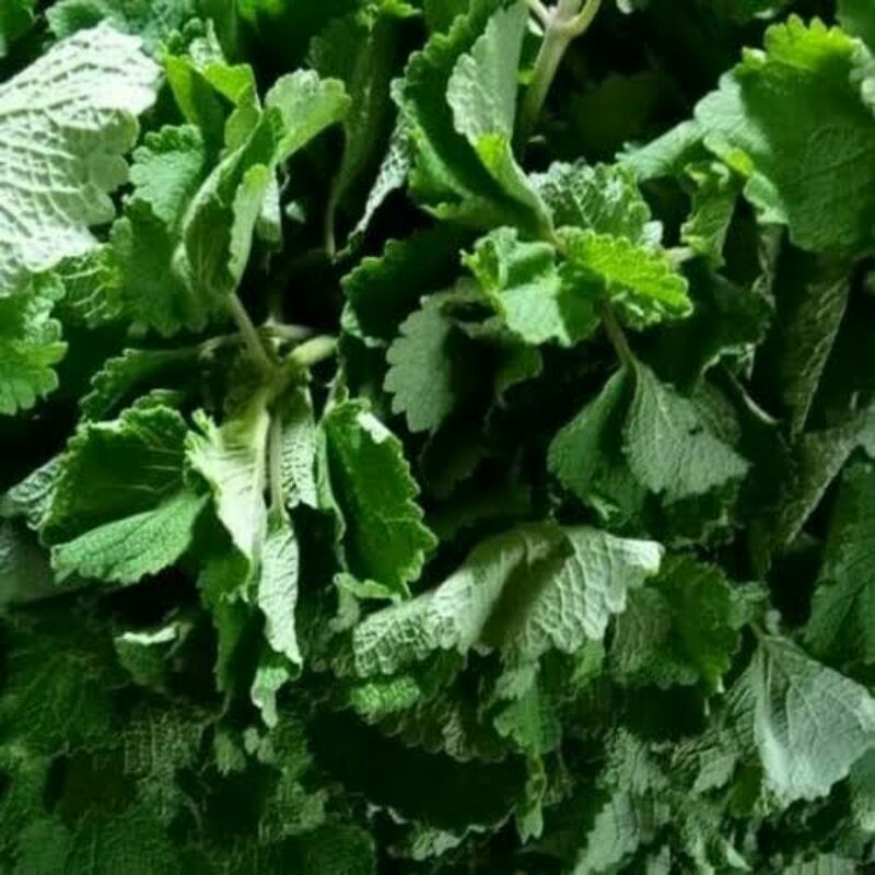 

SAYUR BANGUN-BANGUN / 1000 gr