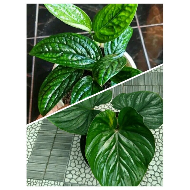 Paket ekonomis Tanaman Philodendron Plowmani + Anthurium Sirih Badak