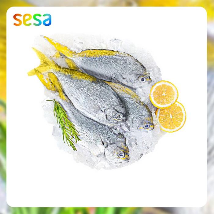 

Ikan Ekor Kuning (FROZEN) Best Seller
