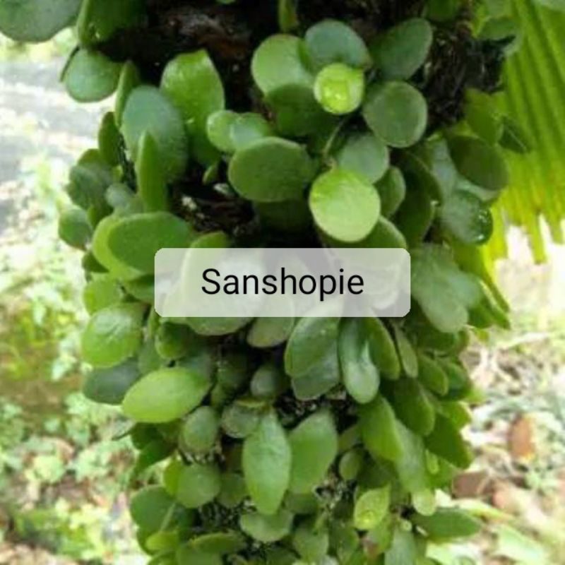 

Daun Sisik Naga Atau Picisan Segar 1 Kg