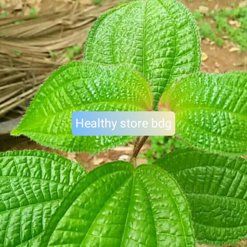 

Daun Senggani Senduduk Atau Harendong 1 Kg