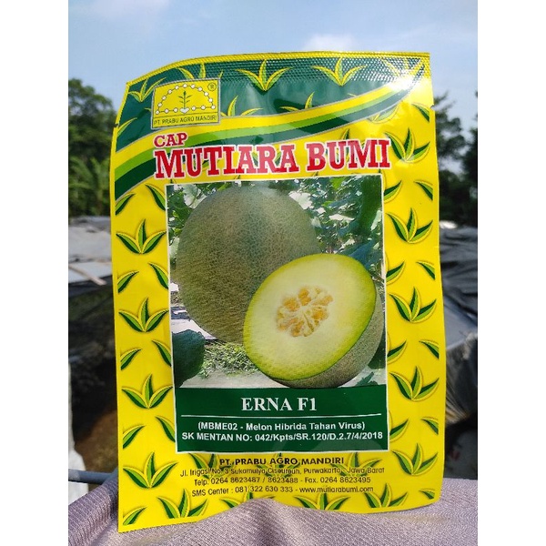 BENIH MELON HIBRIDA ERNA F1 800 butir CAP MUTIARA BUMI