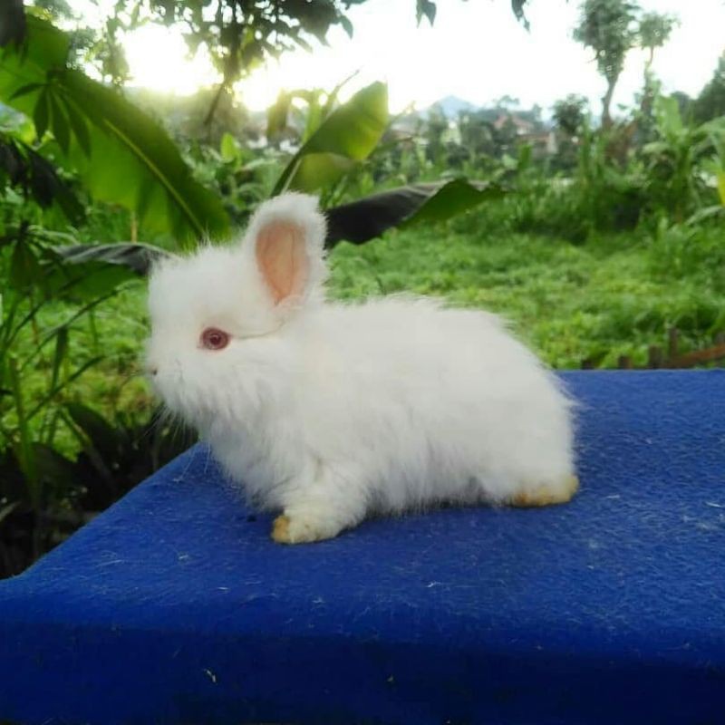 Kelinci Hias English Anggora Usia 2 Bulan