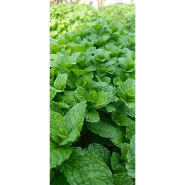 Benih Biji Daun Herbal Mint Peppermint Common Mint