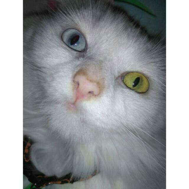 KUCING PERSIA JANTAN ODD EYE / HEWAN / PELIHARAAN