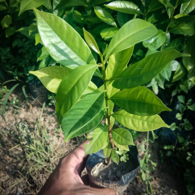 BIBIT DAUN SALAM SIAP TANAM - Tumbuh dari biji