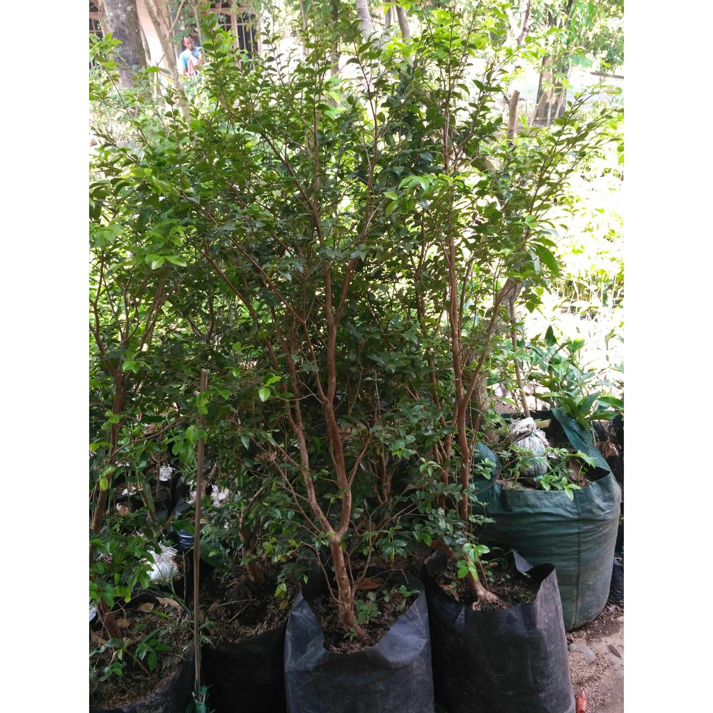 Bibit anggur brazil besar