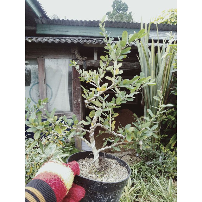 bahan bonsai saeng simbur