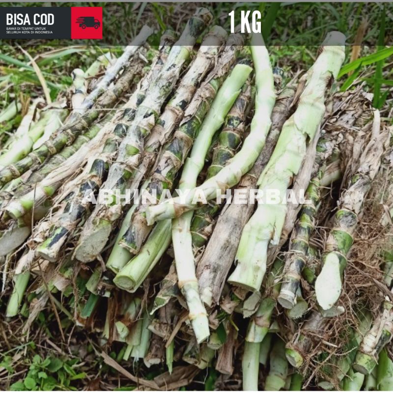 Bibit rumput odot / Bibit rumput gajah pakan ternak 1kg