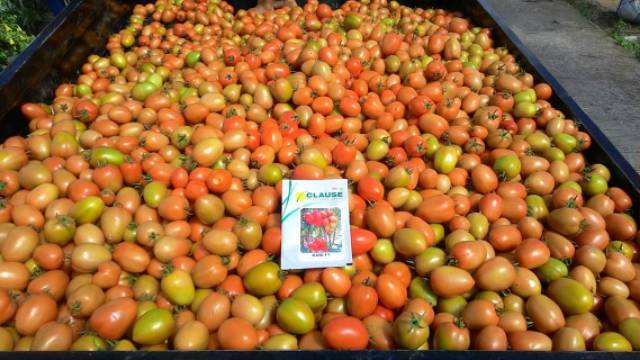 15 Biji - Benih Tomat Buah KANI F1 - Buah Besar Daging Tebal