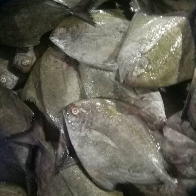 

Ikan bawal laut hitam