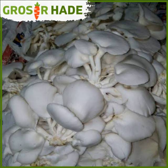 

Jamur tiram bandung 250 gram Pasar Bandung Murah