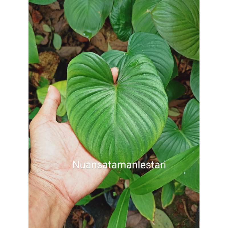 Tanaman Hias Homalomena occulta / Pohon Homalomena Batang Merah / HOMALOMENA