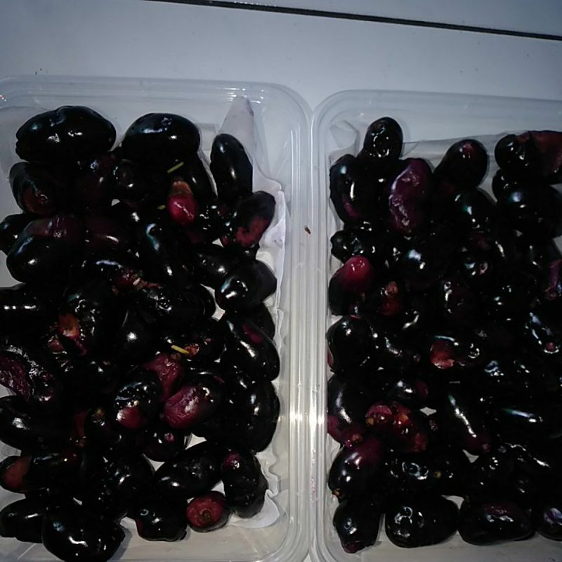 

Buah Jamblang / Juwet / Duwet