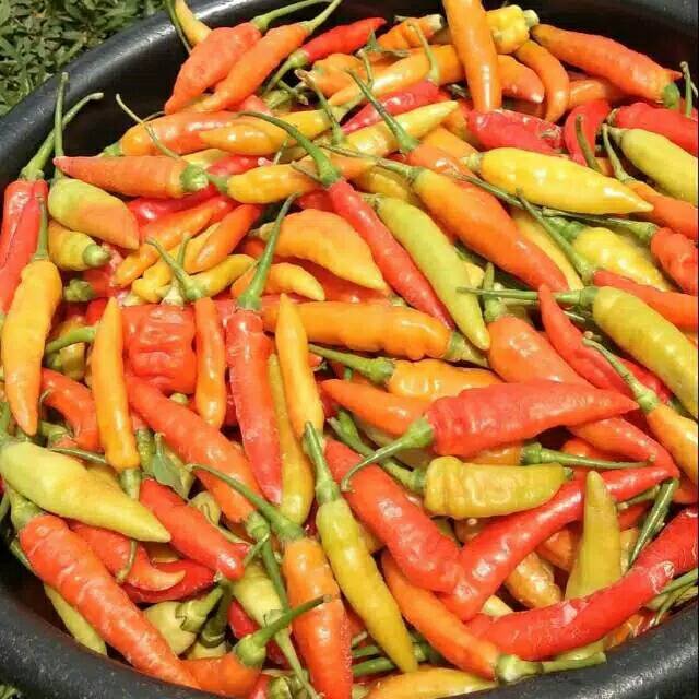 PEDAS Benih Biji Bibit Cabe CARIKA - [REPACK 35 BIJI] cabe rawit merah unggul