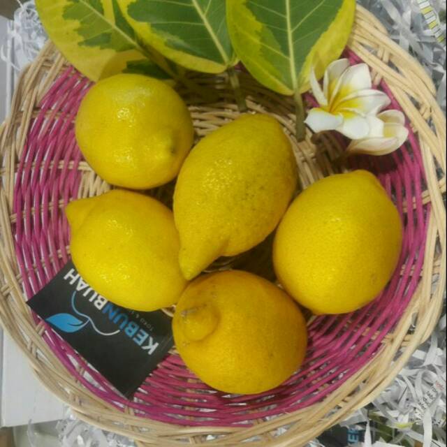 

JERUK LEMON IMPORT
