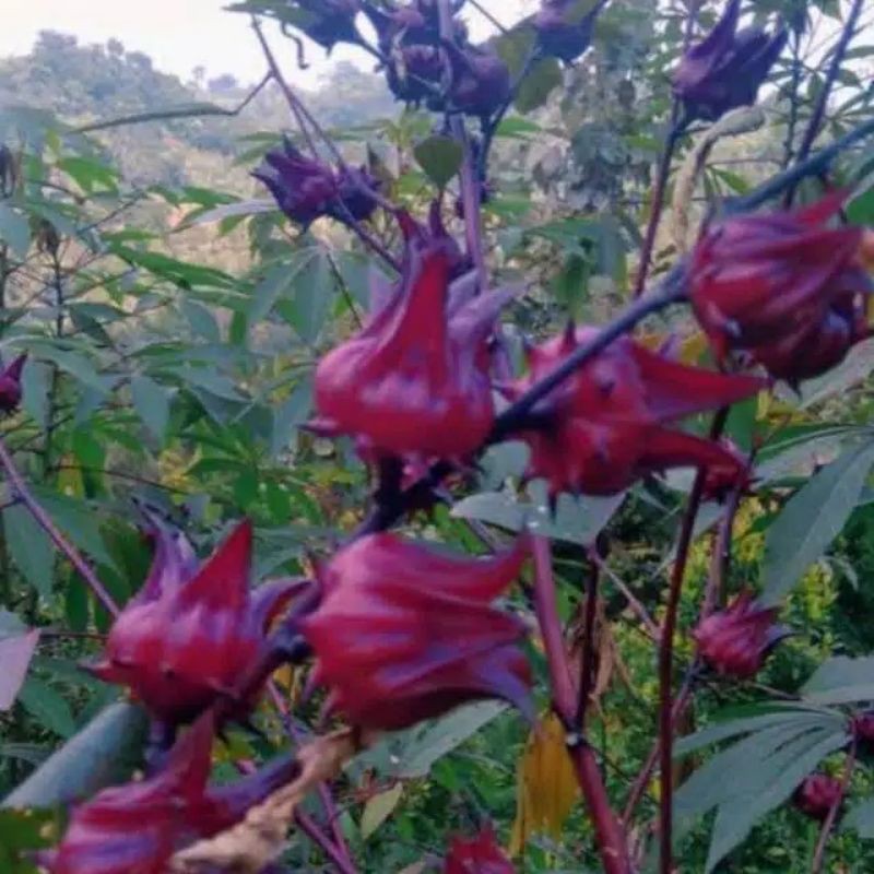 

10 Biji rosella ungu