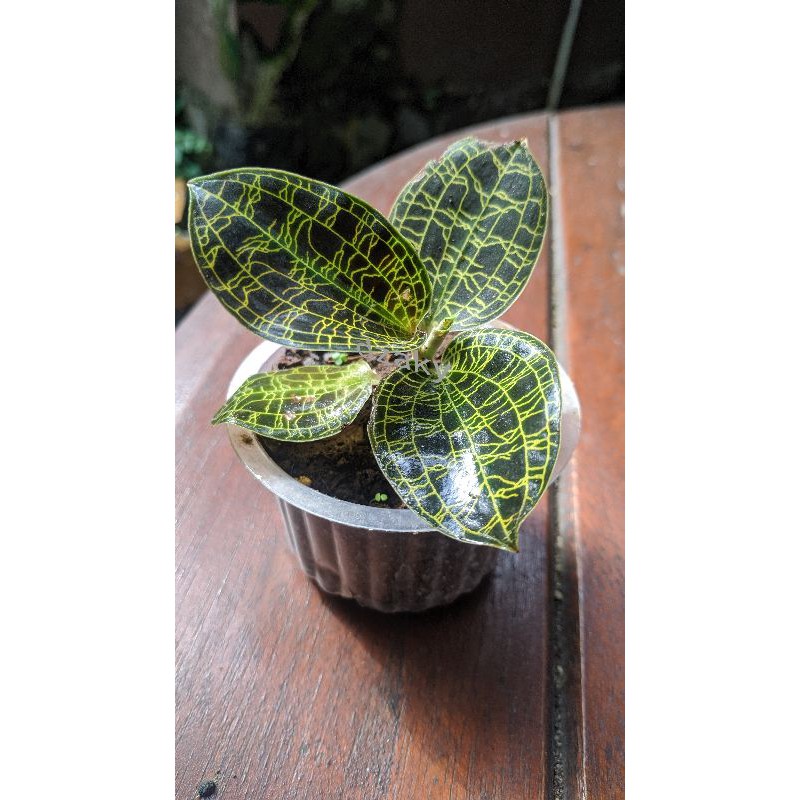 Tanaman hias Jewel Orchid (macodes petola)Jewel Orchid anggrek kiaksara