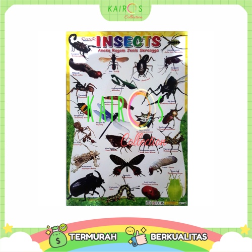 Poster Edukasi Anak Belajar Serangga Insects