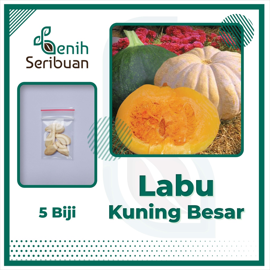 BS-BYL Benih Buah Bibit Tanaman Buah F1 Hibrida Unggul Anggur Strawberry Semangka Melon Labu Pepaya Jambu Blackberry Ciplukan Raspberry dll-LABU KUNING BESAR