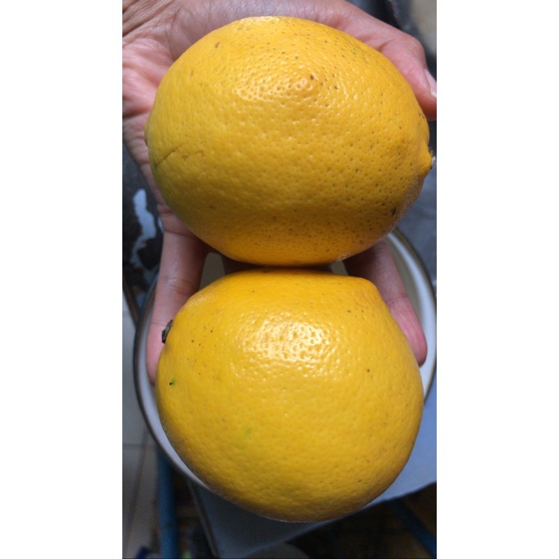 

lemon import