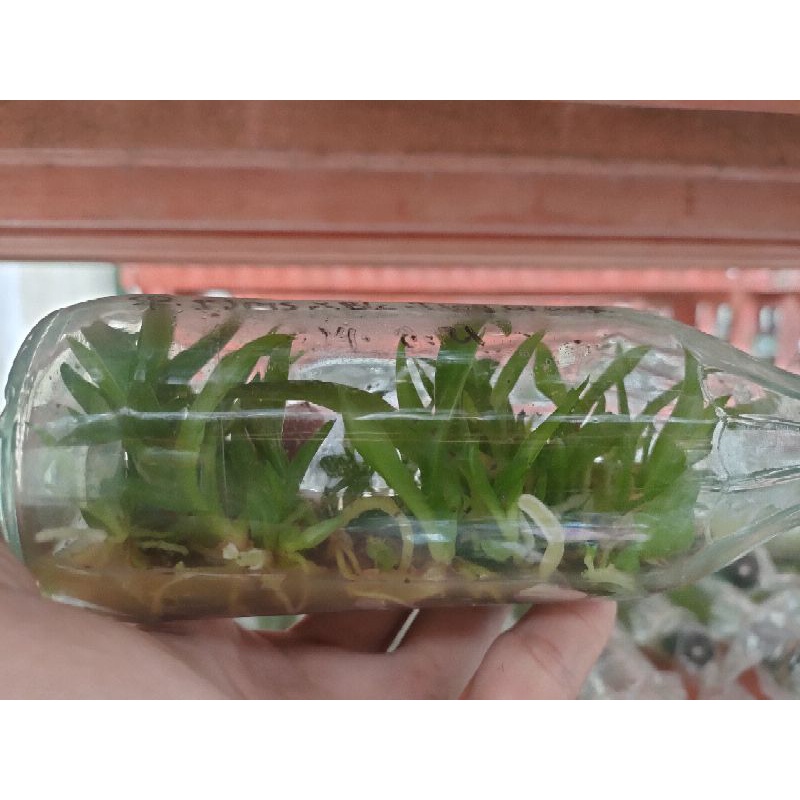 Bibit Botolan Anggrek Cattleya Hybrid Murah