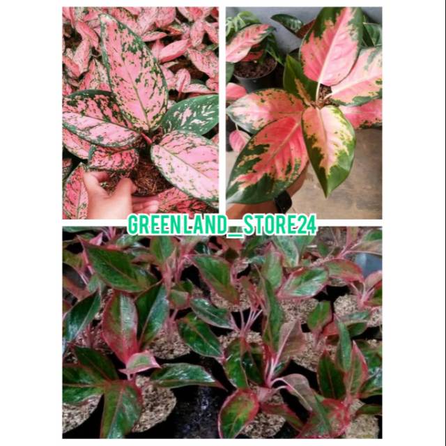 Paket aglaonema - aglaonema - paket aglonema - aglonema - bibit aglaonema - bibit aglonema