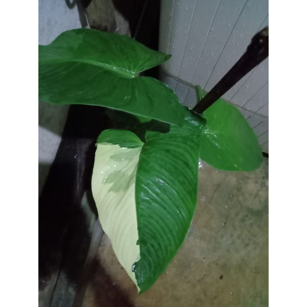 TANAMAN HIAS HUMALOMENA VARIGATA UNIK LANGKA