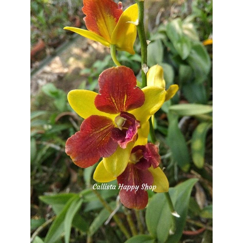 sedlling Anggrek Dendrobium Nopporn Gold 3 Lips