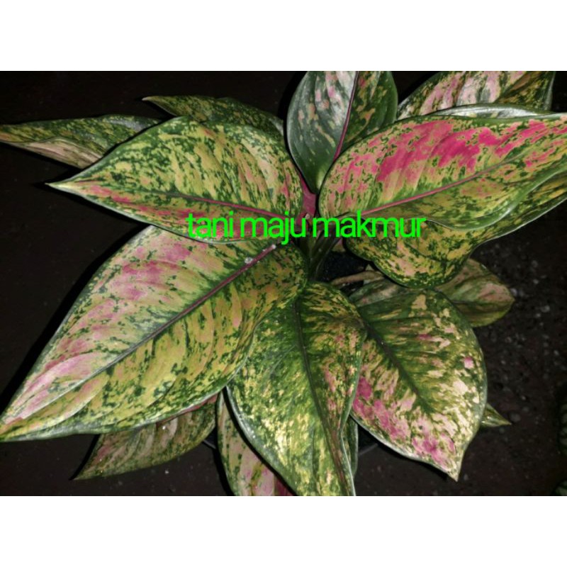 AGLONEMA HENGHENG MERAH RUMPUN ISI 3 SAMPAI 4 POHON