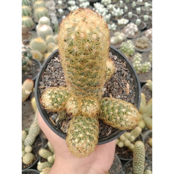 Mamillaria elongata