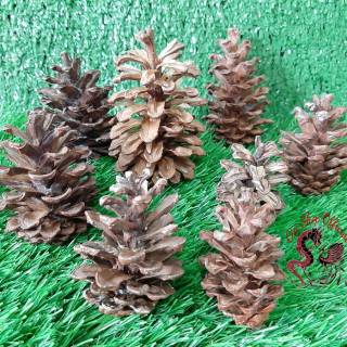  Biji  pinus  bunga pinus  bunga pohon pinus  pinus  Shopee 