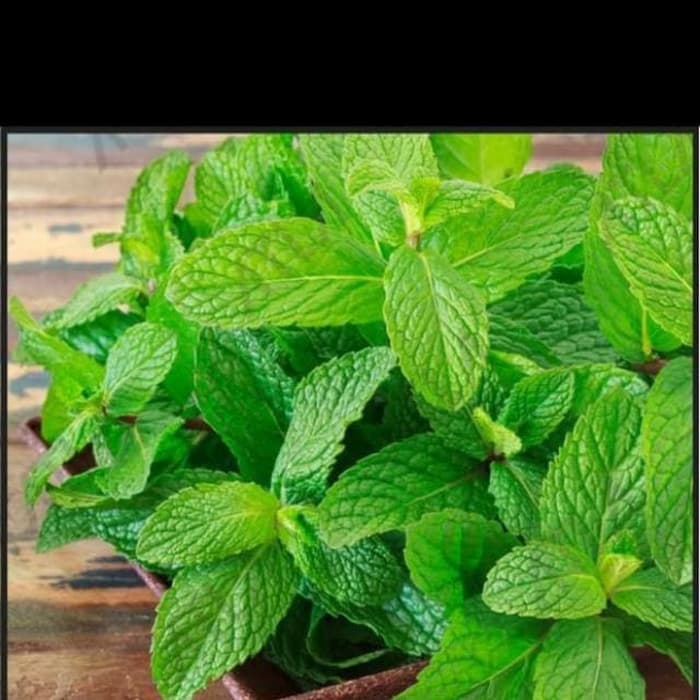 PROMO tanaman hias daun mint - tanaman hias daun mint - daun mint