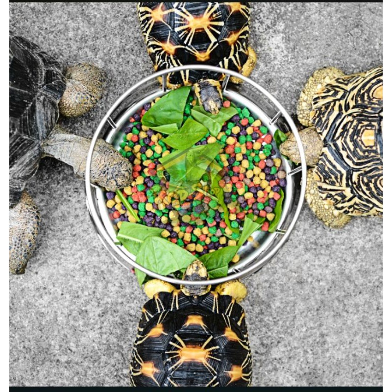 Tortoise feeding dish / tortoise feeder / tempat makanan kura - kura