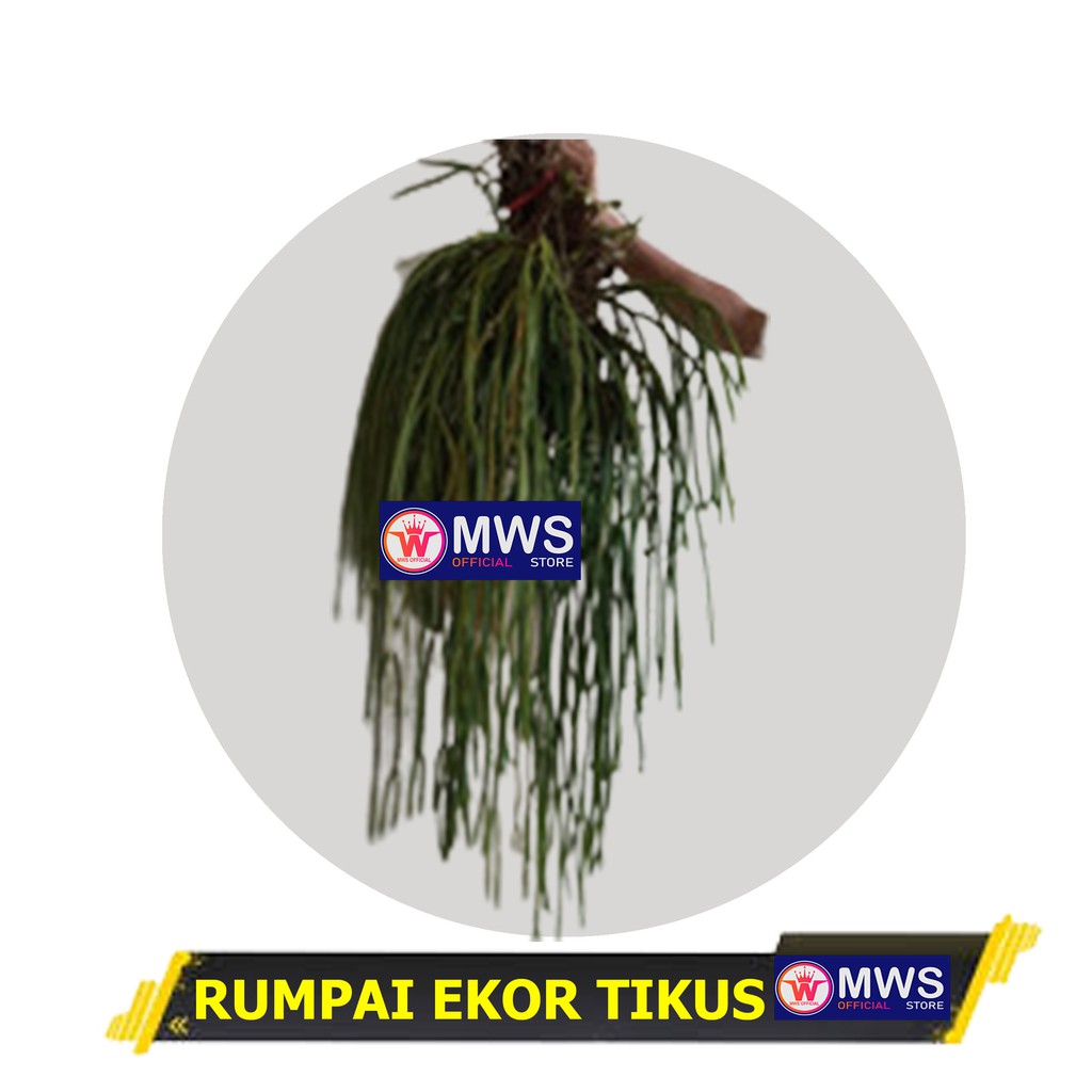 Huperzia Lycopodium CARINATA EKOR TIKUS ( MWS OFFICIAL STORE )