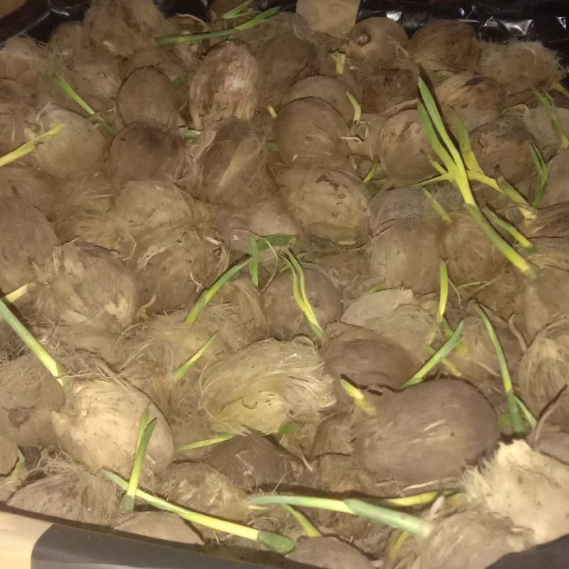 pinang pandan wangi - pinang unggul pandan wangi hibrida